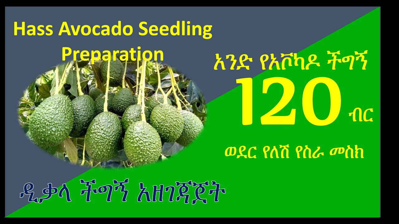 ሃስ አቮካዶ ማዳቀል | Hass Avocado Grafting and Seedling | Ethio-Agri Technology