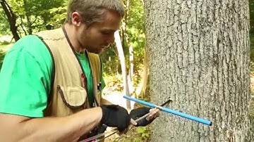Research in Action: Tree Ring Analysis in Old-Growth Forests