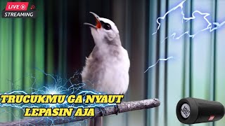 Download Lagu ROPEL PANJANG NONSTOP SIANG trucukan gacor di pagi hari pancingan burung bahan MP3 Download Lagu ROPEL PANJANG NONSTOP SIANG trucukan gacor di pagi hari pancingan burung bahan MP3