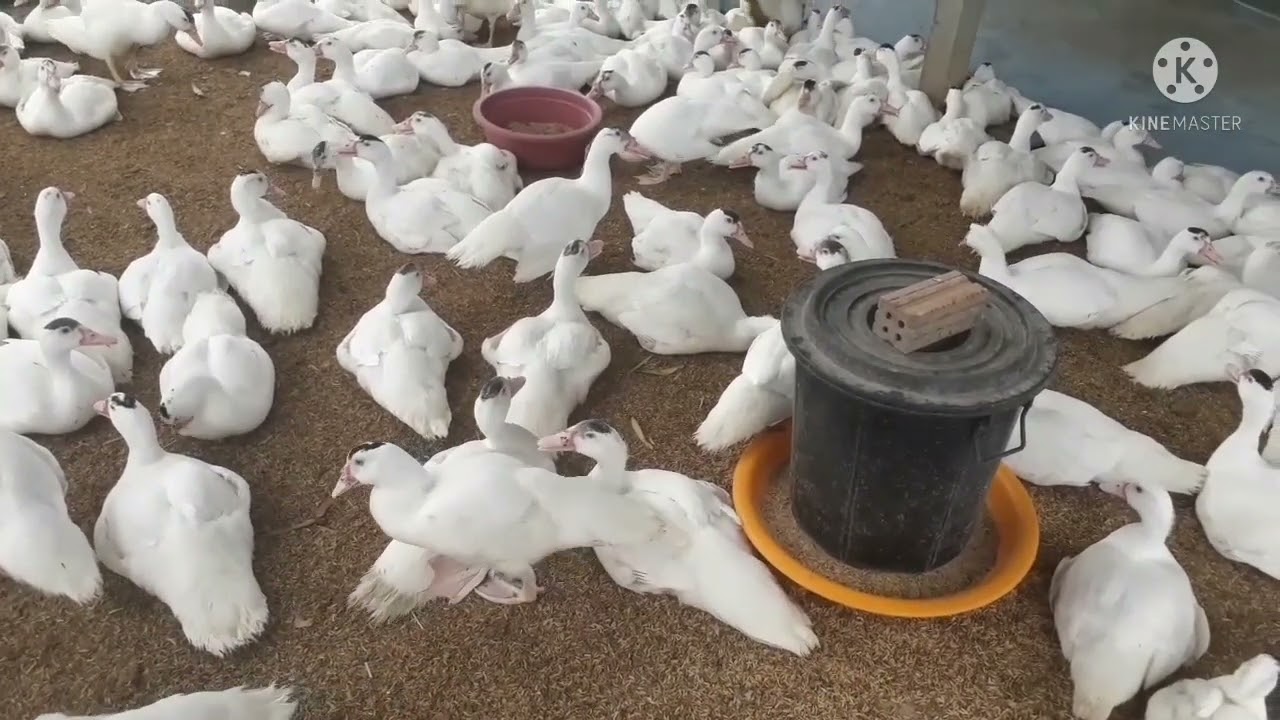 อัฟเดสการเลี้ยงเป็ดบาบารี่แบบลดต้นทุนอายุ50วัน