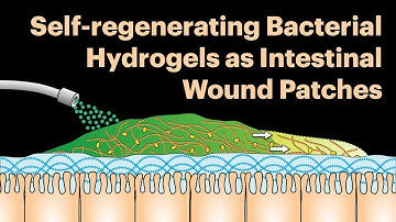 Self regenerating bacterial hydrogels as intestinal wound patches