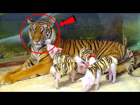 Induk Harimau Mengadopsi Bayi Babi yang Terlantar! 5 Momen Induk Hewan Mengadopsi Hewan Lain