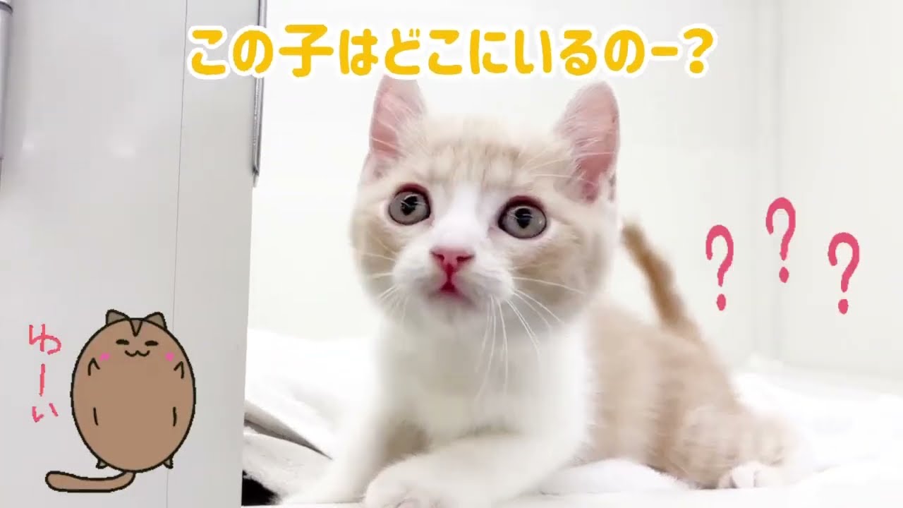 モモンガにゃんこ♡ - YouTube