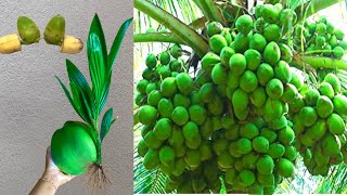 Unique skill How to Grow Coconut Trees with banana Red onion