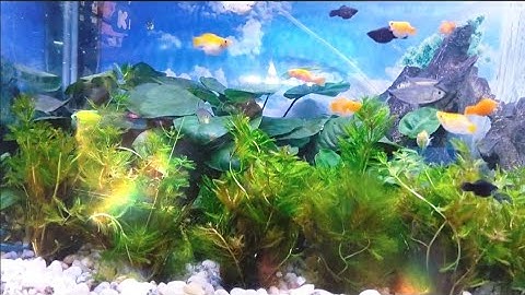 Cá cảnh đẹp s1| cá chép vàng| cá rồng