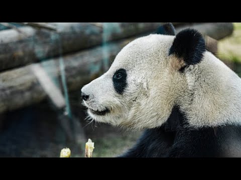 Московский зоопарк поздравил панду Катюшу с китайским Новым годом