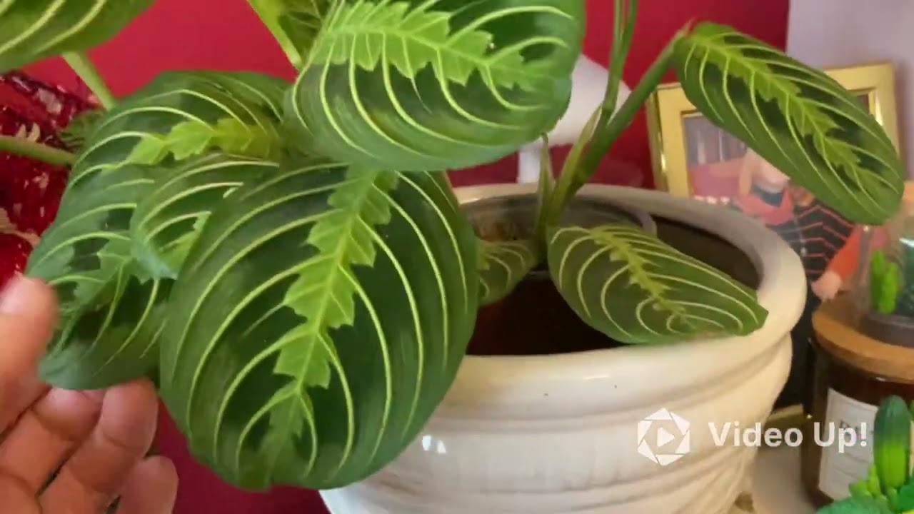 Plant tour, le mie piante in casa