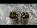 How to Grow a Lemon Tree from Seed! 1st Update: 2 weeks!