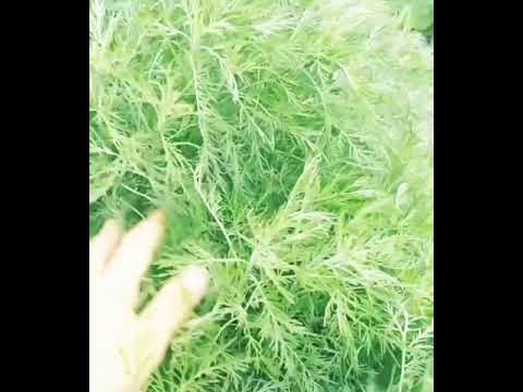 Video: Southernwood Bitki Qulluğu - Southernwood Artemisia necə yetişdirilir