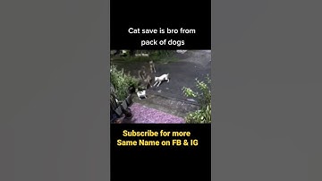 Thumbnail of Cat Fights 4 Dogs to save his friend #cat#trending #viral #viralshorts#trend