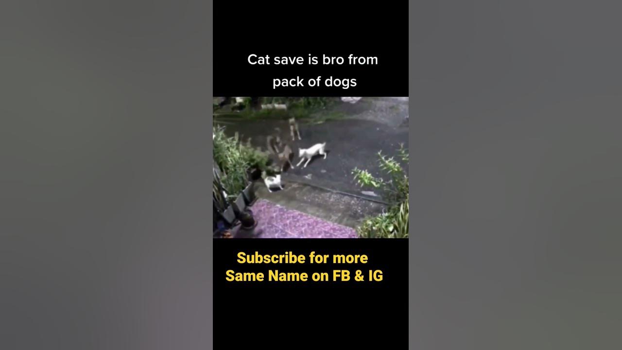 Cat Fights 4 Dogs to save his friend #cat#trending #viral #viralshorts#trend