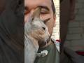 соскучилась ❤#cat #котушка #кошки