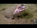 First footage of an Angelshark off the Welsh coast