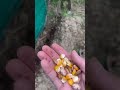 Sowing Maize &amp; Beans in Potato Rows 🌽🌱 | #my kitchen garden #spring season plants #organicfarming
