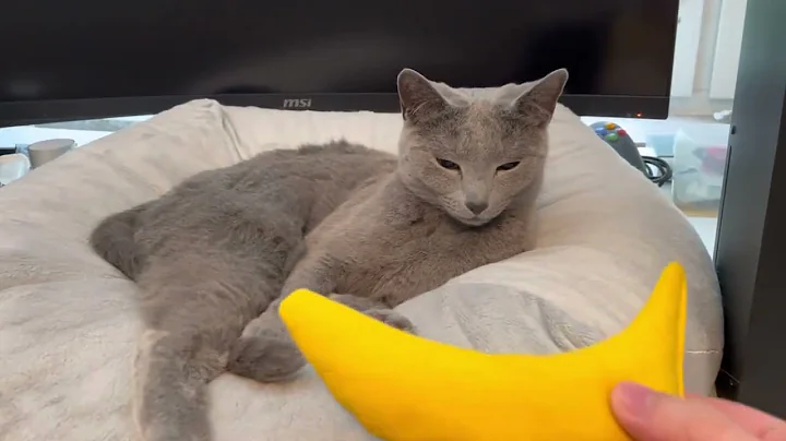 Video 5568931: pet russian blue cat, russian blue cat enjoys