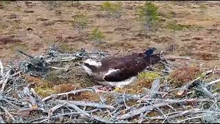 Janakkala Osprey 7.5.2024_Kaksi munaa / Two eggs