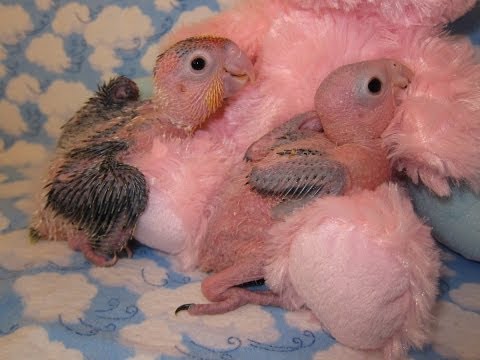 White Bellied Caique Babies White Bellied Caique Babies