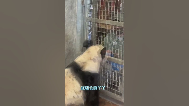 熊貓丫丫昨天和飼養員擊掌，昨天那個飼養員今天又給丫丫吃輔食，就這個飼養員平時對丫丫最好了。丫丫回國時間仍未確定，希望飼養員好好照顧丫丫 "旅美大熊貓丫丫 "一起等熊貓丫丫回家 #熊貓丫丫 - 天天要聞