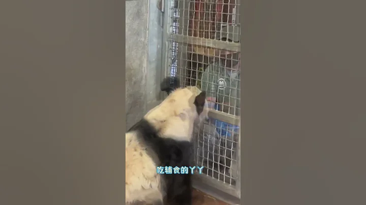 熊猫丫丫昨天和饲养员击掌，昨天那个饲养员今天又给丫丫吃辅食，就这个饲养员平时对丫丫最好了。丫丫回国时间仍未确定，希望饲养员好好照顾丫丫 "旅美大熊猫丫丫 "一起等熊猫丫丫回家 #熊猫丫丫 - 天天要闻