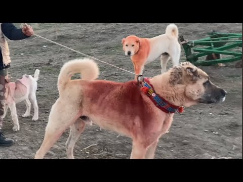 15 YILDIR DAĞDA YAŞAYAN ÇOBAN’IN EFSANE KINALI KÖPEKLERİ