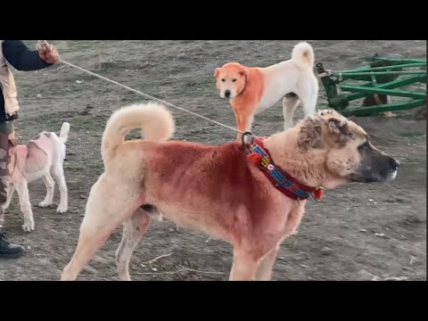 Video: 15 Köpekler Gururla Ulusal Nü