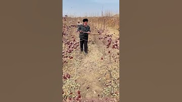 Red Date Harvest: Old Farmer Beats Branches with Wooden Stick, Dates Fall Down