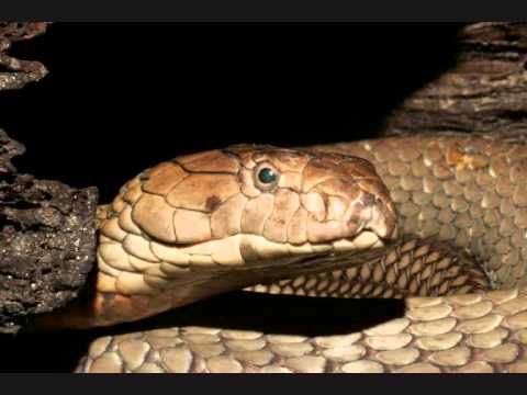 Snake Ammaliatore