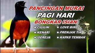 Download Lagu 🔴 LIVE 17 - Pancingan Murai Batu Pagi Hari Full Isian Tembakan Kasar Murai Apapun Pasti Emosi MP3 Download Lagu 🔴 LIVE 17 - Pancingan Murai Batu Pagi Hari Full Isian Tembakan Kasar Murai Apapun Pasti Emosi MP3