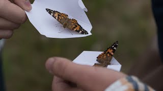2022 Butterfly Release Highlights