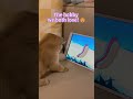 The hobby we both love! 😄#catmoments #cartoon #catlife #funnycat #kitten #orangecat #catshorts