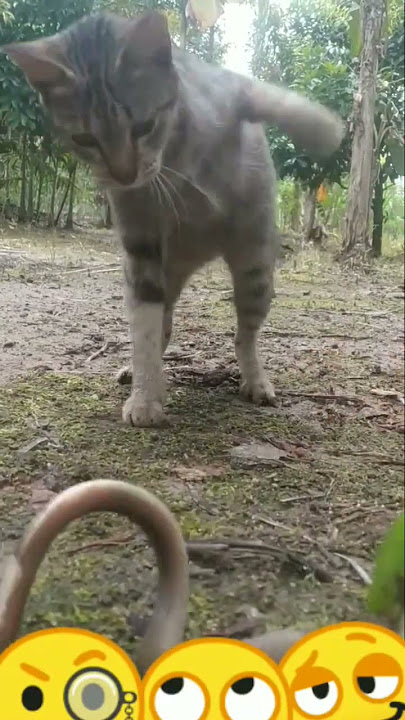 Duel maut!! kucing vs ular cobra