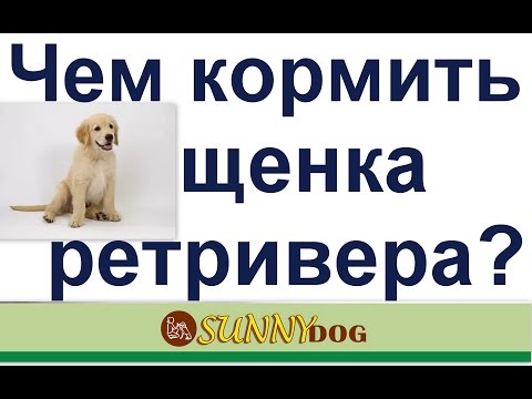 Чем кормить щенка ретривера? как правильно корить щенка ретривера?