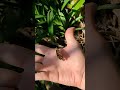 Releasing a Lime Butterfly: Freshly Emerged from Pupae (Papilio demoleus)
