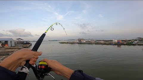 Câu đêm bè bình thạnh trúng ngây ỗ cá tra cá cóc khủng kéo cần run chuông liên tục