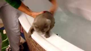 Sochi The Cat: Washing I / s01.e19 HD