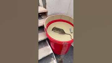 Shocking! Mice celebrate early, trap shuts the party down? #catandmouse #funny #trending