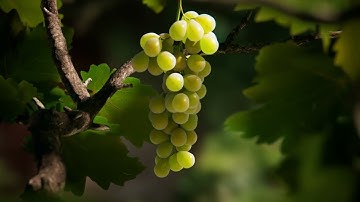 Procedural Grape Growth Simulation (Time-Lapse)