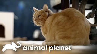 A Cat Named Baby Holds His Owners Hostage! | My Cat From Hell | Animal Planet