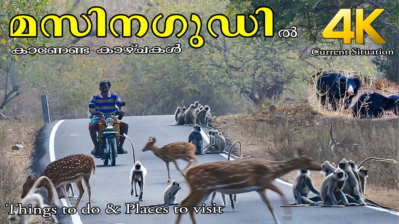 Masinagudi !!!  4K