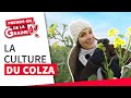 Pourquoi je continue de semer et cultiver du colza   prendsen de la graine  lg seeds