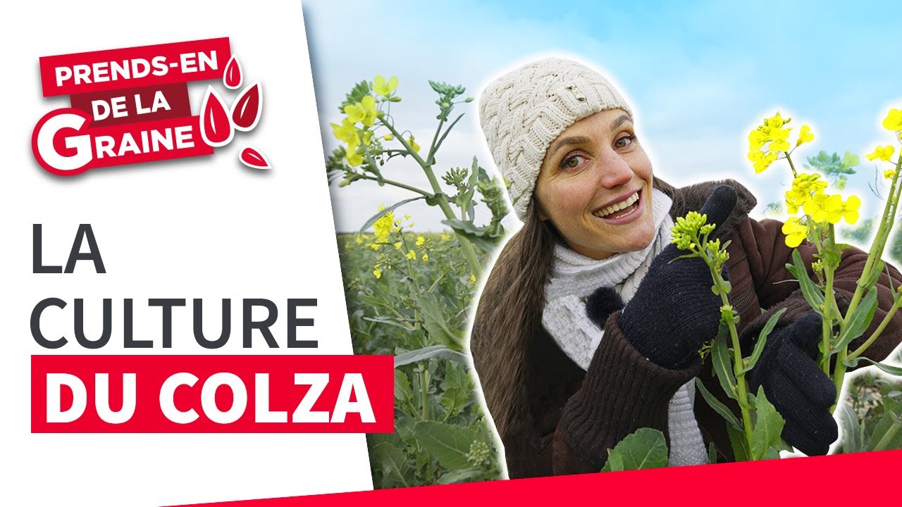Pourquoi je continue de semer et cultiver du colza ? Prendsen de la graine LG Seeds YouTube Pourquoi je continue de semer et cultiver du colza ? Prendsen de la graine LG Seeds YouTube