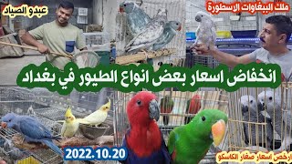 انخفاض اسعار الطيور في العراق _شارع المشاتل في الاعظمية بغداد