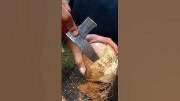 New technique opening coconut from its shell
