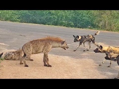 Afrique du Sud : une hyène défend ses petits face à une meute de ...