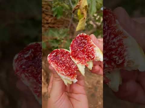 طريفة تجفيف التين