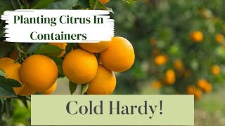 Potting a New Cold Hardy Citrus Plant: Essential Guide by Auyanna Plants 138 views 1 month ago 13 minutes, 41 seconds