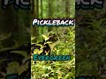 Pickleback - Evergreen. From 1-800 INNER CIRCLE #lofi #electronicmusic #evergreen #synth #beats