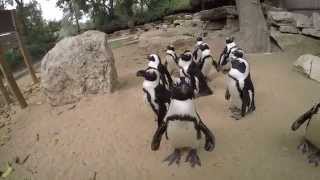 funny penguins / смешные пингвины funny penguins / смешные пингвины