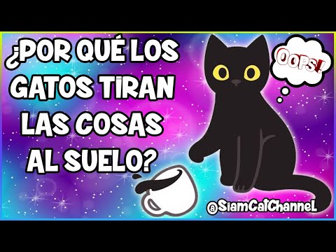 Video: Gatos Que Tiran Cosas De Las Mesas Y Se Explican Otros Comportamientos De Los Gatos