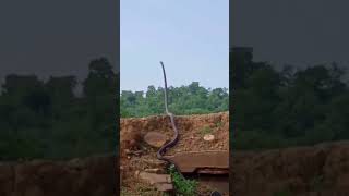Biggest snake in Zimbabwe